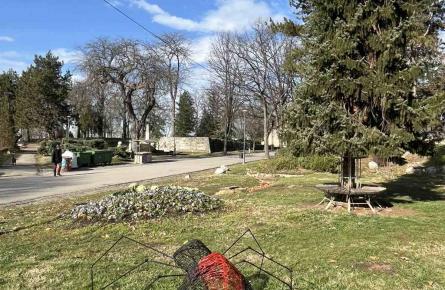 Aranea Vehiculum Предатор