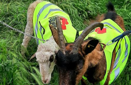 Органски секачи траве